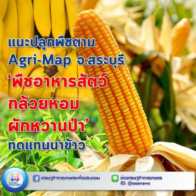 แนะปลูกพืชตาม Agri-Map จ.สระบุรี  ‘พืชอาหารสัตว์ กล้วยหอม ผักหวานป่า’ ทดแทนนาข้าว