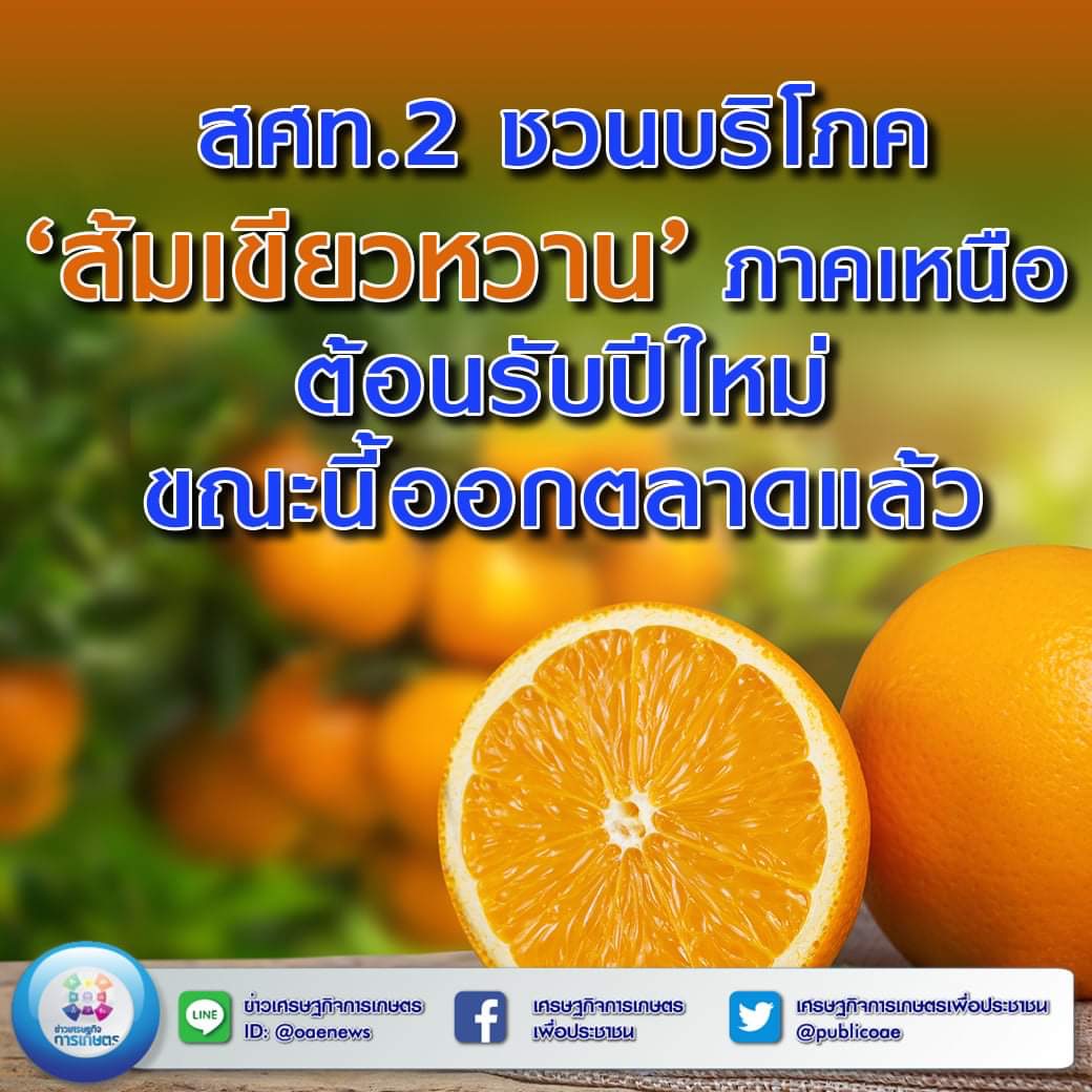 สศท.2 ชวนบริโภค ‘ส้มเขียวหวาน’ ภาคเหนือ ต้อนรับปีใหม่ 65 ขณะนี้ออกตลาดแล้ว