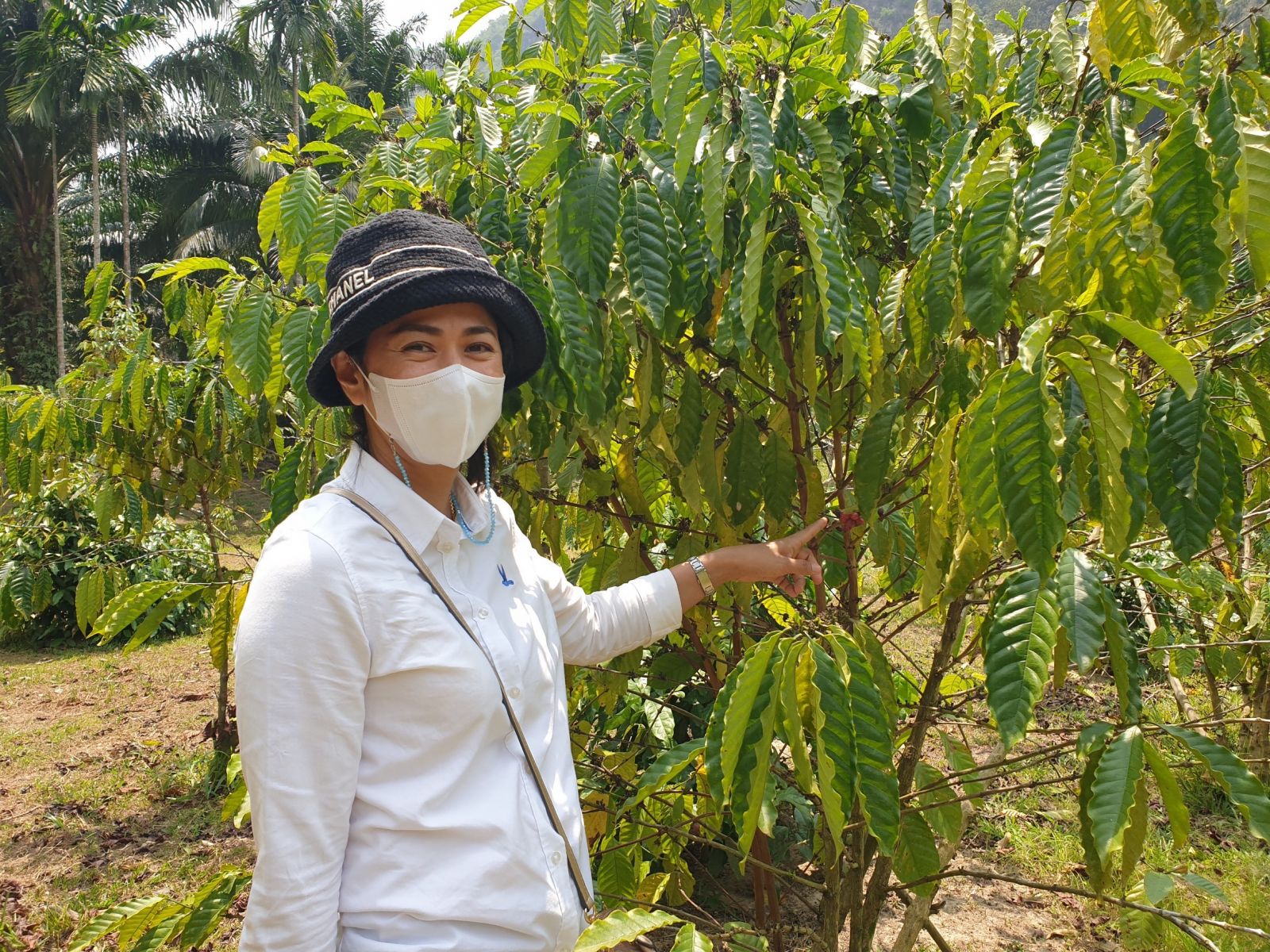 กลุ่มตรวจสอบภายใน ติดตามผลการดำเนินงานโครงการพัฒนาศักยภาพการผลิตกาแฟของกลุ่มเกษตรกรทำสวนเขาทะลุ จังหวัดชุมพร