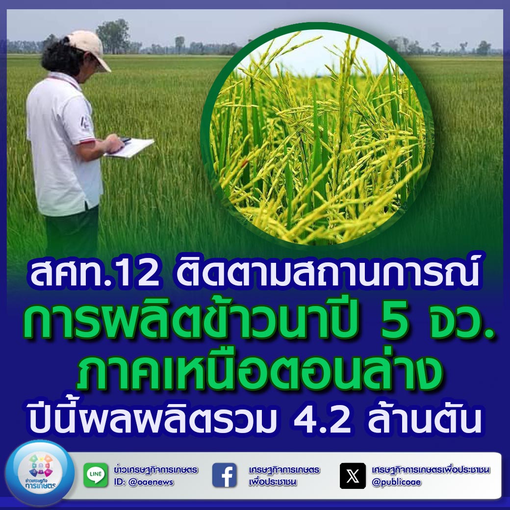 สศท.12 ติดตามสถานการณ์การผลิตข้าวนาปี 5 จว. ภาคเหนือตอนล่าง ปีนี้ผลผลิตรวม 4.2 ล้านตัน