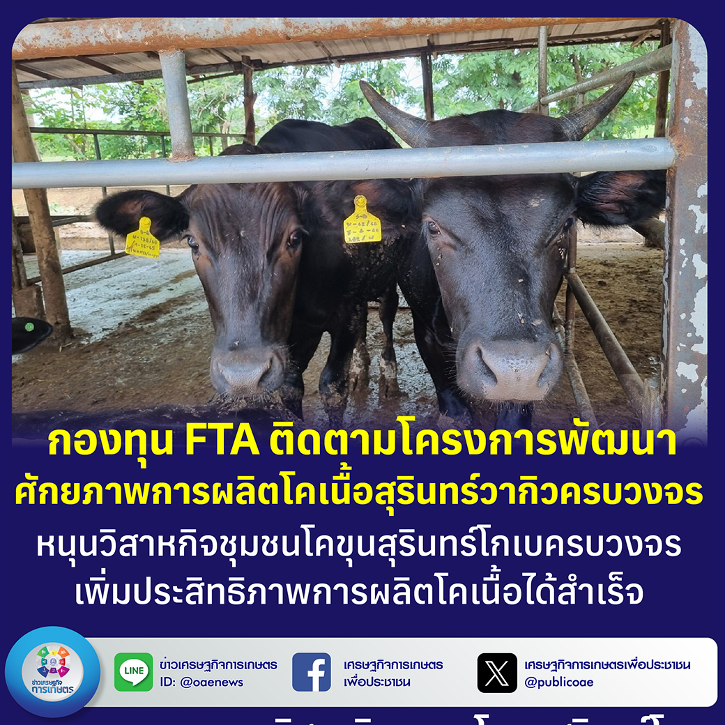 กองทุน FTA ติดตามโครงการพัฒนาศักยภาพการผลิตโคเนื้อสุรินทร์วากิวครบวงจร  หนุนวิสาหกิจชุมชนโคขุนสุรินทร์โกเบครบวงจร  เพิ่มประสิทธิภาพการผลิตโคเนื้อได้สำเร็จ