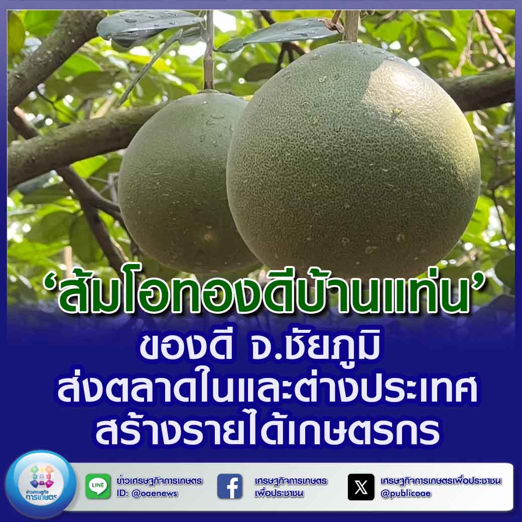 ‘ส้มโอทองดีบ้านแท่น’ ของดี จ.ชัยภูมิ ส่งตลาดในและต่างประเทศ สร้างรายได้เกษตรกร