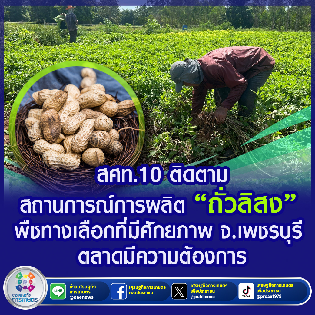 สศท.10 ติดตามสถานการณ์การผลิต “ถั่วลิสง” พืชทางเลือกที่มีศักยภาพ จ.เพชรบุรี ตลาดมีความต้องการ