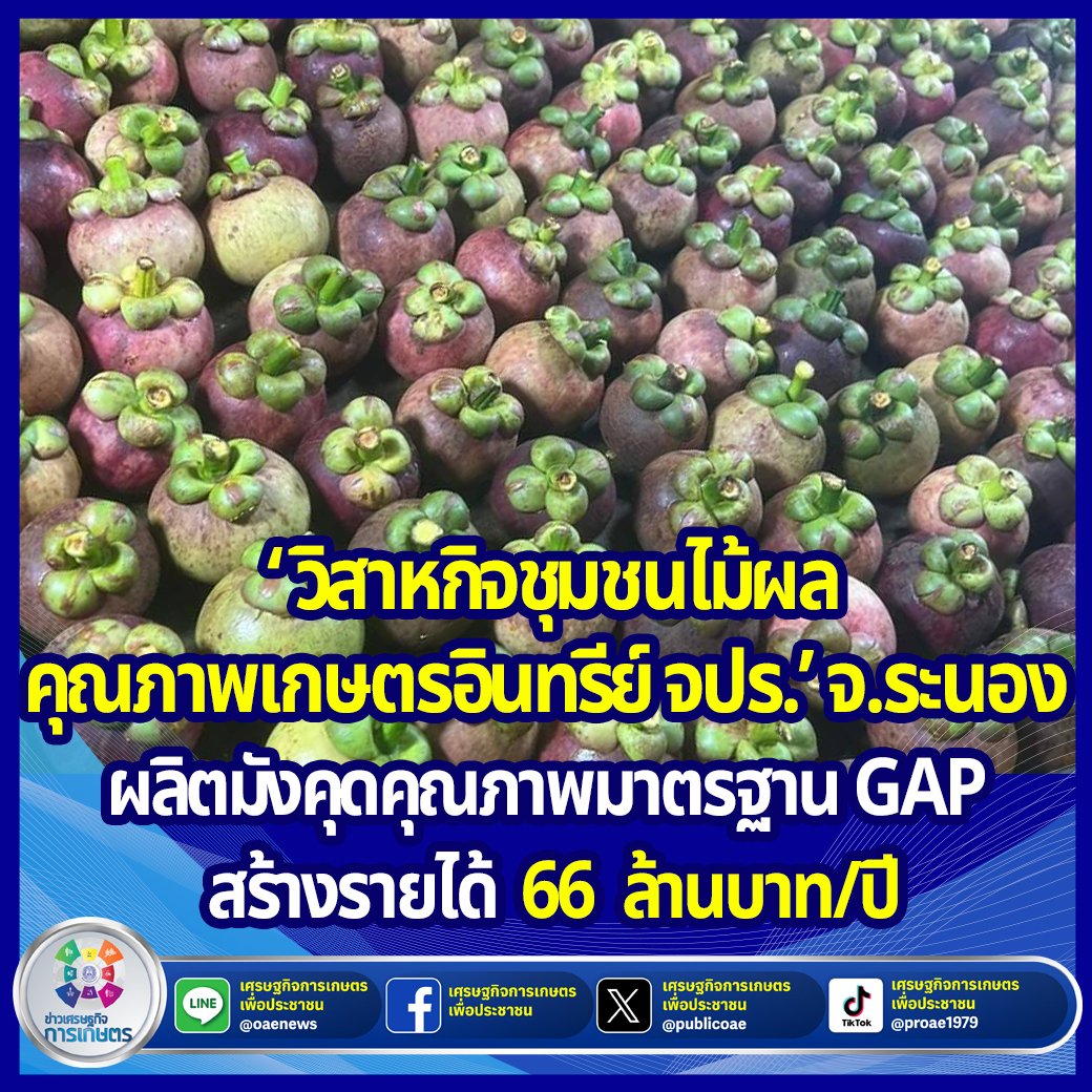 วิสาหกิจชุมชนไม้ผลคุณภาพเกษตรอินทรีย์ จปร.’ จ.ระนอง  ผลิตมังคุดคุณภาพมาตรฐาน GAP สร้างรายได้ 66 ล้านบาท/ปี