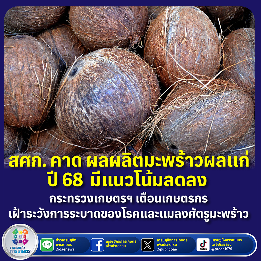 สศก. คาด ผลผลิตมะพร้าวผลแก่ ปี 68 มีแนวโน้มลดลง กระทรวงเกษตรและสหกรณ์ เตือนเกษตรกร เฝ้าระวังการระบาดของโรคและแมลงศัตรูมะพร้าว