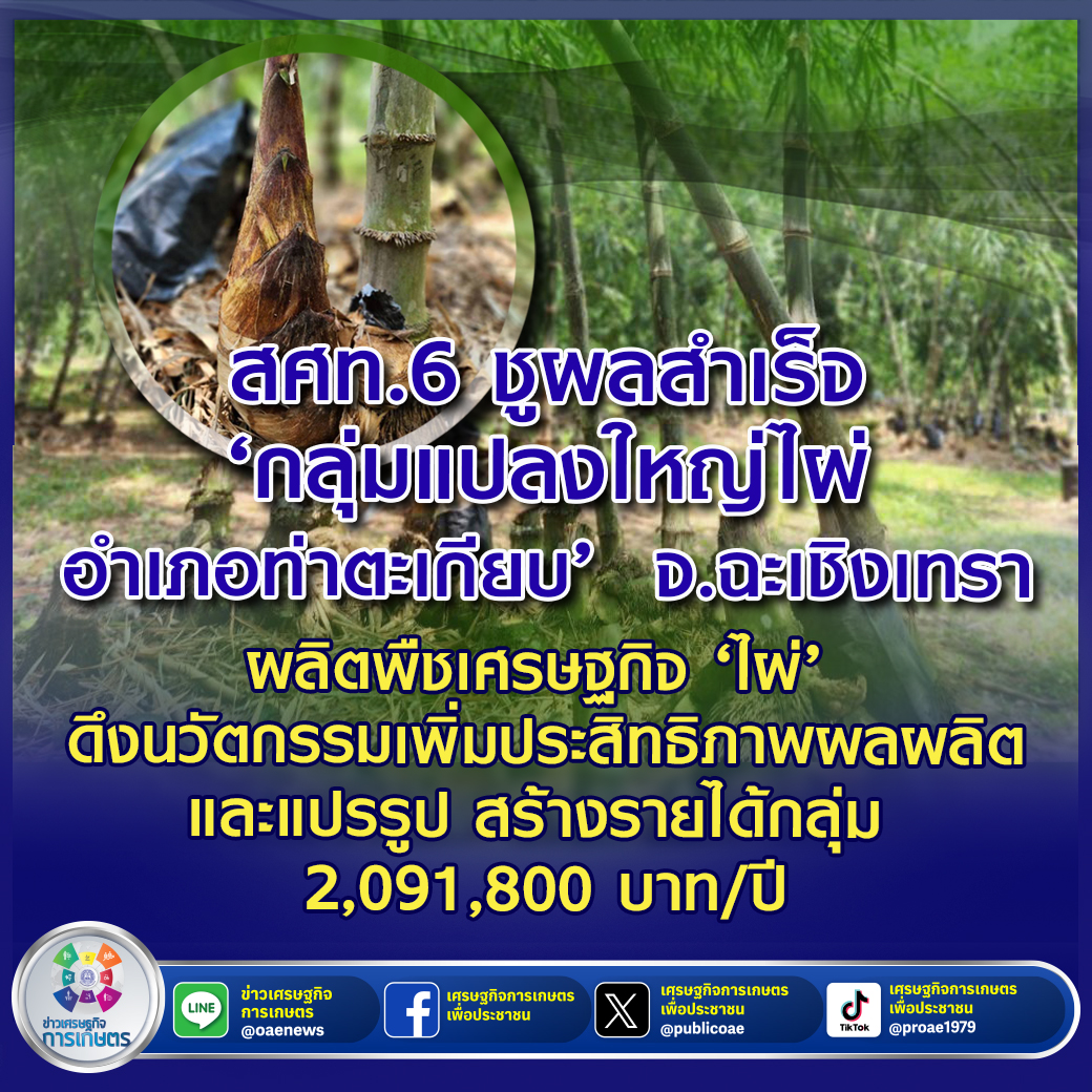 สศท.6 ชูผลสำเร็จ ‘กลุ่มแปลงใหญ่ไผ่อำเภอท่าตะเกียบ’ จังหวัดฉะเชิงเทรา ผลิตพืชเศรษฐกิจ ‘ไผ่’ ดึงนวัตกรรมเพิ่มประสิทธิภาพผลผลิตและแปรรูป สร้างรายได้กลุ่ม 