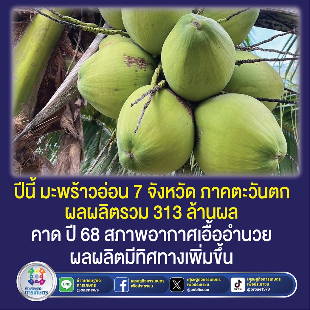 ปีนี้ มะพร้าวอ่อน 7 จังหวัด ภาคตะวันตก ผลผลิตรวม 313 ล้านผล คาด ปี 68 สภาพอากาศเอื้ออำนวย ผลผลิตมีทิศทางเพิ่มขึ้น